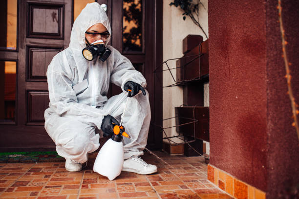 Attic and Crawl Space Rodent Treatment in San Pasqual