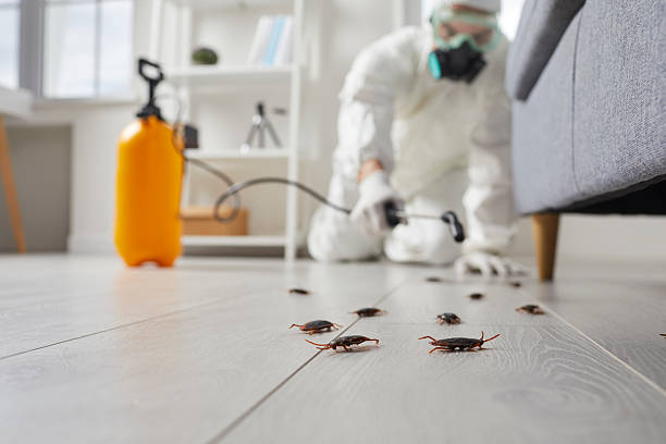 Commercial Rodent Management in San Pasqual